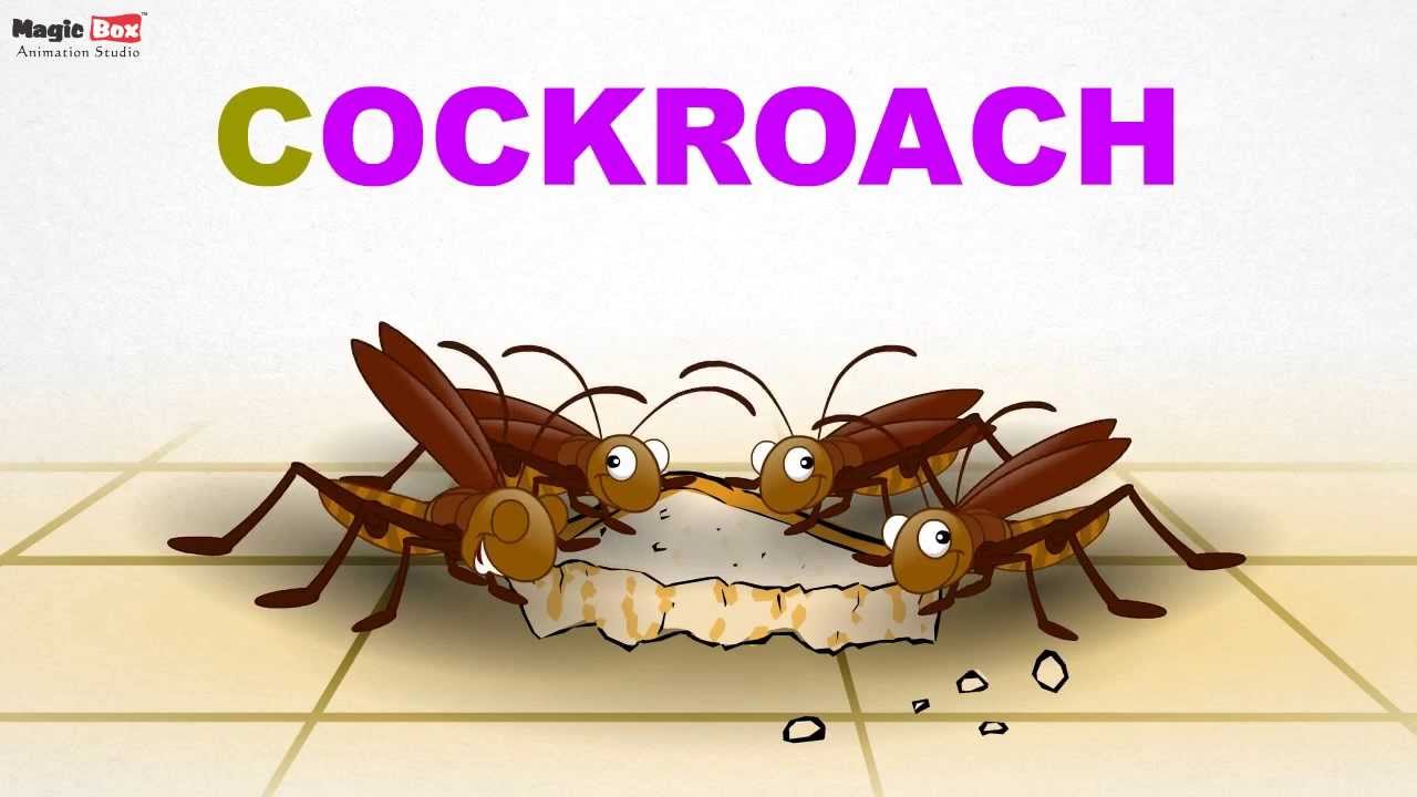 Cockroach Insects Pre School Learn Spelling Videos For Kids Youtube
