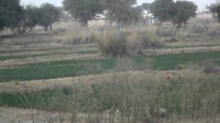 DSCF5175