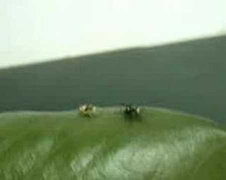spiders tab New Scientist video round-up - May 2, 2008