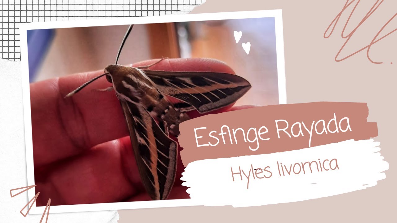 Esfinge Rayada (Hyles livornica)