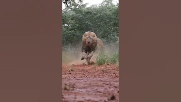 و السبع زهرتو واعرة 