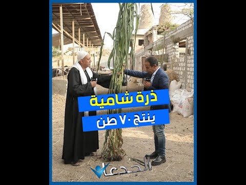 الريان صنف ذرة شامية مصري طوله ٥ امتار وينتج ٧٠ طن سيلاج للفدان خارق حرفيا