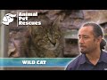 Cat hoarder havoc  full episode  spca rescue