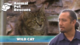 Cat Hoarder Havoc | Full Episode | SPCA Rescue