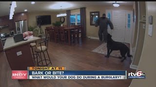 Guard dogs: Do they protect your home?