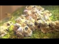 Barnacles documentary