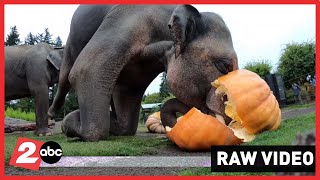 Squishing of the Squash Raw video; Elephants pulverize pumpkins