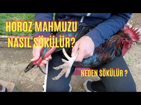 Video: TIN ile FSS kayıt numarasını nasıl öğrenebilirim?