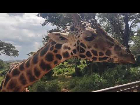 Kenya - Nairobi - Giraffe Manor