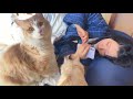 堕落した飼い主を見習って布団で昼寝する猫たち【ぽしゃっけ】