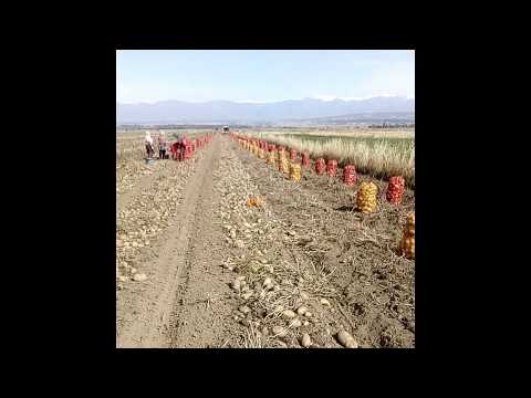 Video: Картошканын 