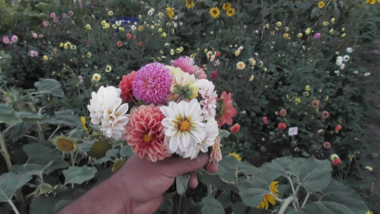How to Grow Dahlias from Seed | Complete Growing Guide (اردو/हिन्दी