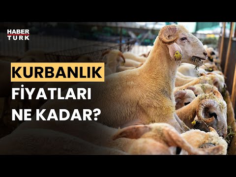 2023 kurbanlık fiyatları: Küçükbaş ve büyükbaş kurbanlık fiyatı ne kadar?