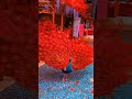 Newtoptrending youtube viral music peacockdancingshort.