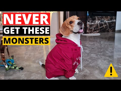 Wideo: Czy pies gończy jest hipoalergiczny?
