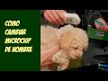como cambiar el microchip de nombre
