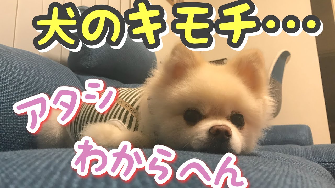 しゃべる犬 関西弁のポメラニアンがいぬのきもちを読んでみた結果 こいつワンコじゃないな Youtube