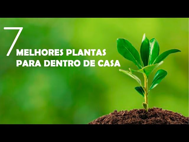 12 plantas capazes de sobreviver no canto mais escuro da sua casa ou  apartamento