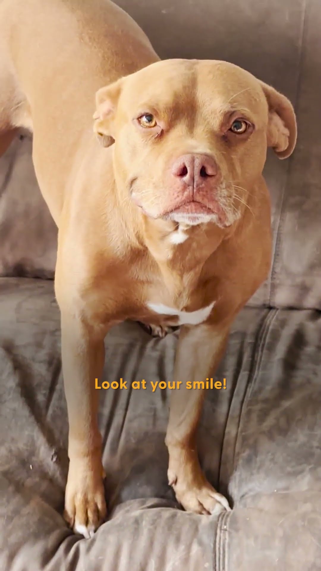 Rescue Pittie Has Fostered Over 200 Animals ? | The Dodo