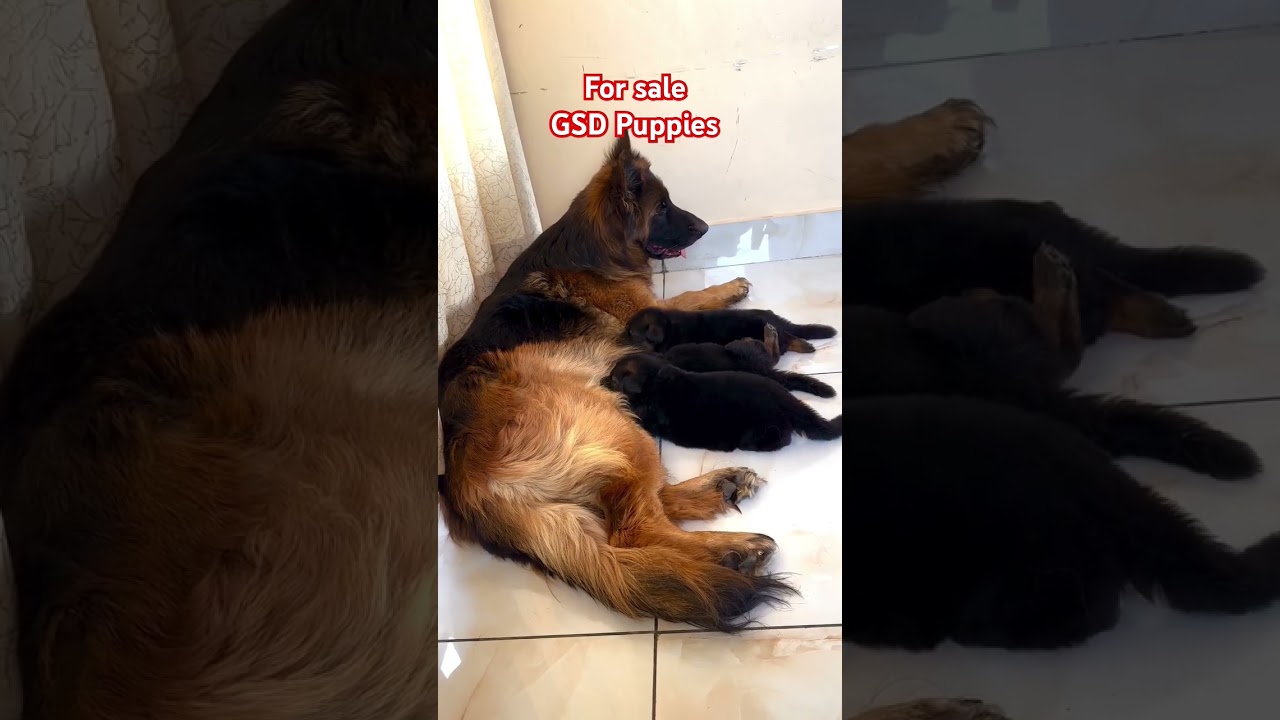 One Month to One year German Shepherd Puppies Available lowest Price.