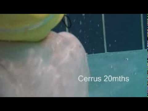 Cerrus 20 Month Old Swimming Youtube