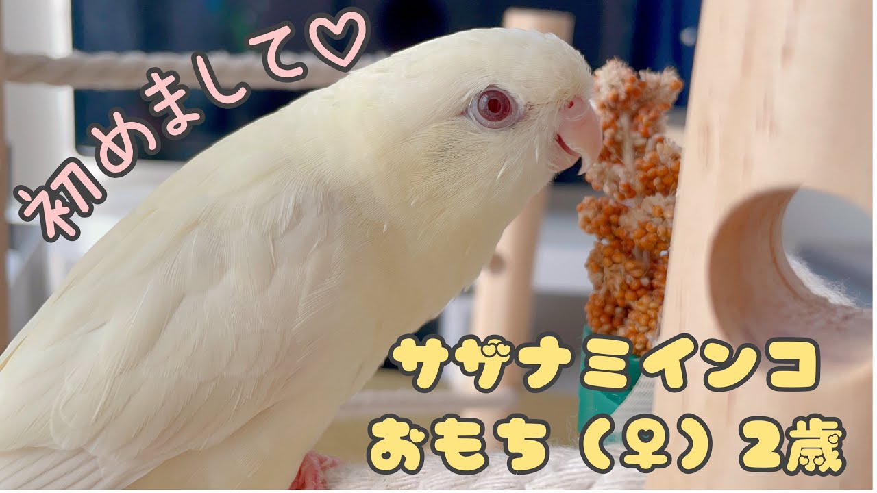 サザナミインコの種類・特徴・おすすめポイント！（動画も紹介