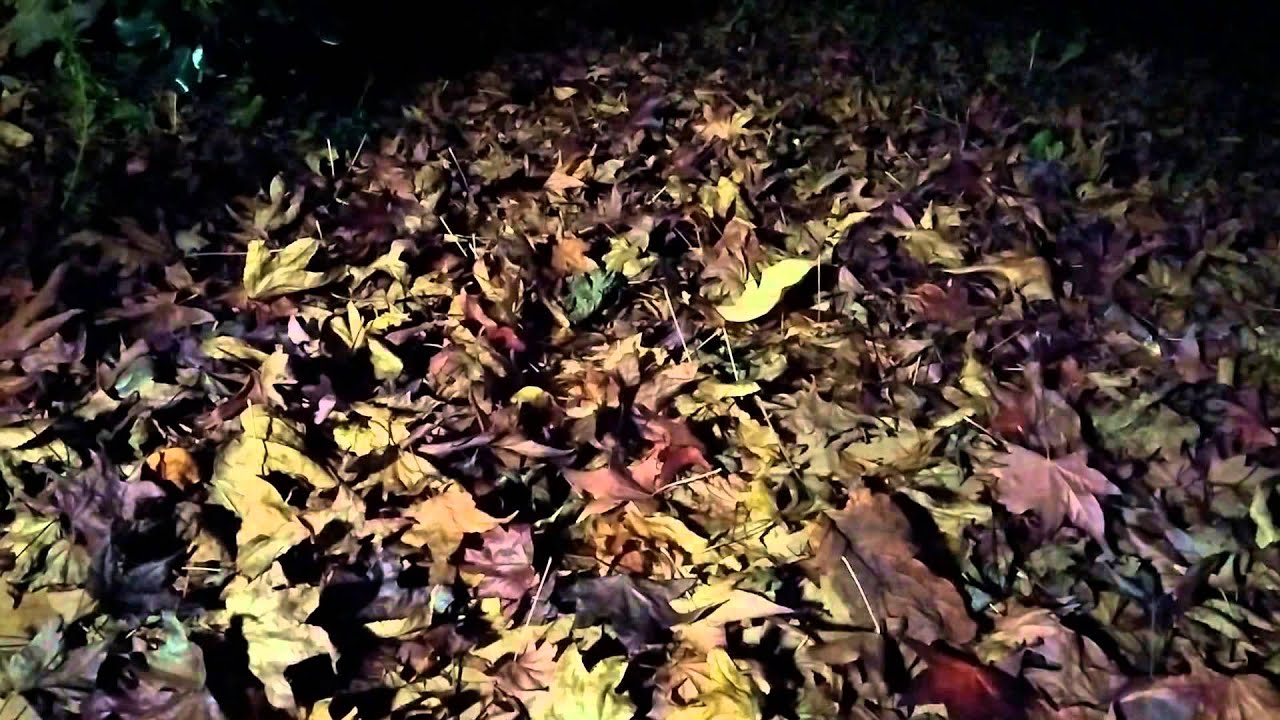 Autumn relax - HD screensaver