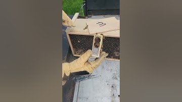 Placing queen bee in Buzzing Rooster warre hive