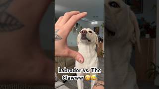 Labrador VS. The Claw!!