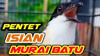 CENDET ISIAN MURAI BATU LOVEBIRD KACER