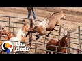 Wild horse immediately recognizes his girlfriend after years apart  the dodo faith  restored