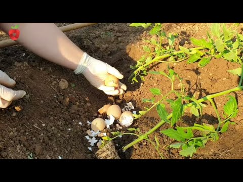 Video: Mali by ste si dať do záhrady vaječné škrupiny?