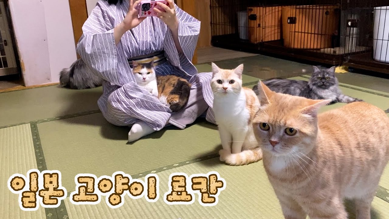 고양이랑 하룻밤 지낼 수 있는 일본 료칸에서 1박하기!