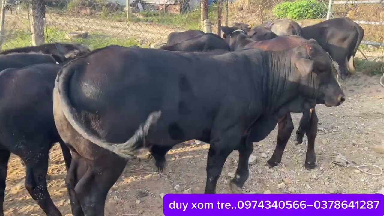 4/2/2026..những lô hàng cuối năm tiếp tục cập bến nhé mậu ngừ 