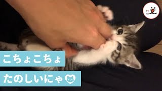子猫ちゃんのお腹をこちょこちょしたら pecotv