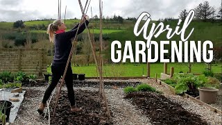 Peas and Beans| Potatoes| Gardening Jobs in April | Spring Garden Jobs| Irish Garden