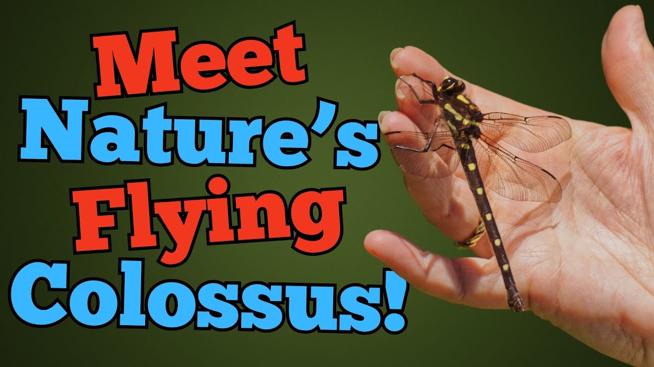 Giant Petaltail: The Massive Dragonfly You Didn't Know Existed! - YouTube