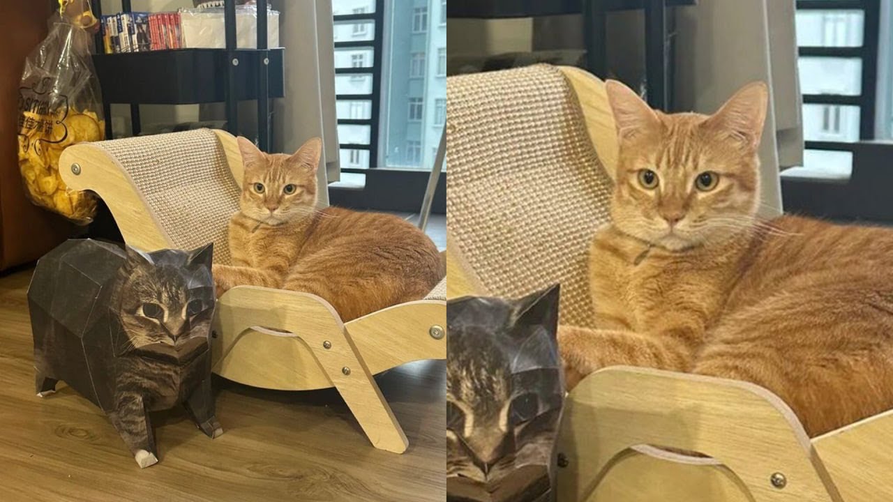 Кошки просто делают то, что у них получается лучше всего 🤣 Смешные видео с кошками 2025 🐱 Часть 91