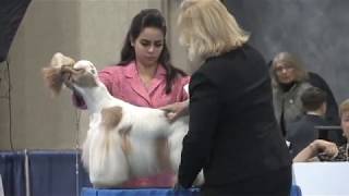 Junior Showmanship - 2020 ASC Flushing Spaniel Show by purebredstudios 851 views 4 years ago 24 minutes