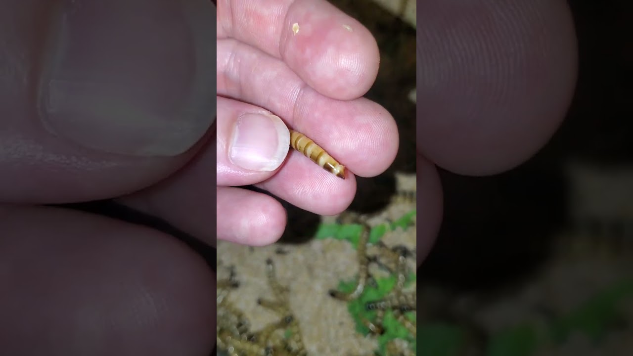 Как я отбираю суперчервей для окукливания - разведение суперчервей - Zophobas morio