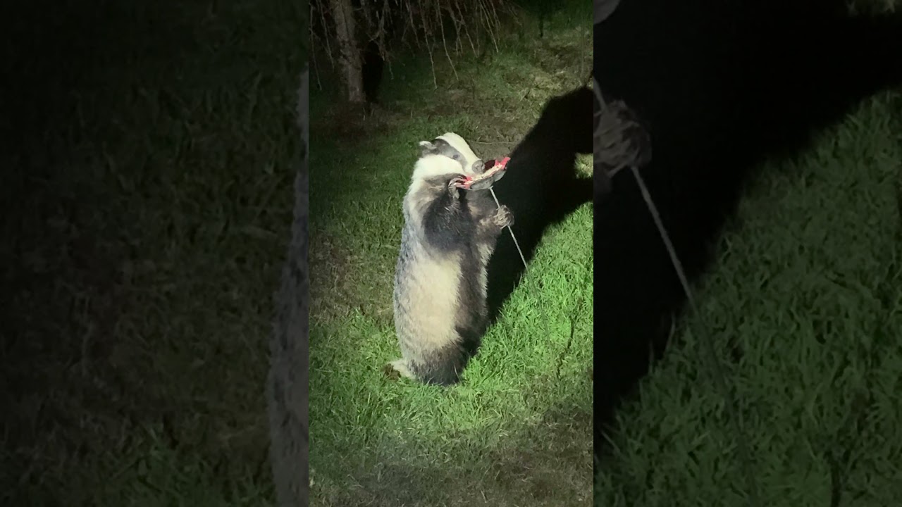 Badger Raids Bird Feeder in Scottish Highlands