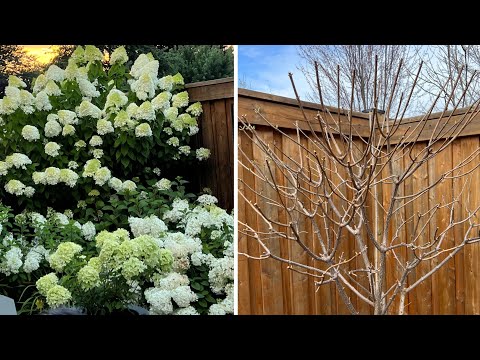 Video: Hydrangea Vanilla Frazi: plantare și îngrijire, fotografii, dimensiuni, pregătire pentru iarnă, recenzii