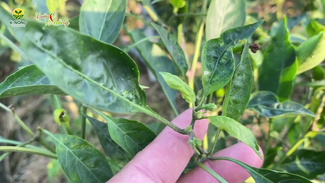 🌶️ VƯỜN ỚT K-NÔNG | ĐI THĂM VƯỜN – HIỂU TỪ GỐC 🌶️