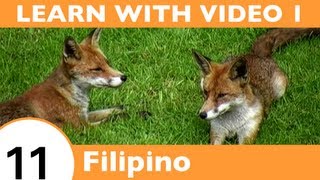 Learn Filipino with Video - FilipinoPod101.com Is Not Your Ordinary Wolf in Sheep's Clothing!!