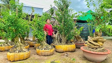 Xả hàng giá sinh viên 1/8 - 0389.780342 Tèo Anh | Hoa Giấy, Nguyệt Quế, Mai Vàng