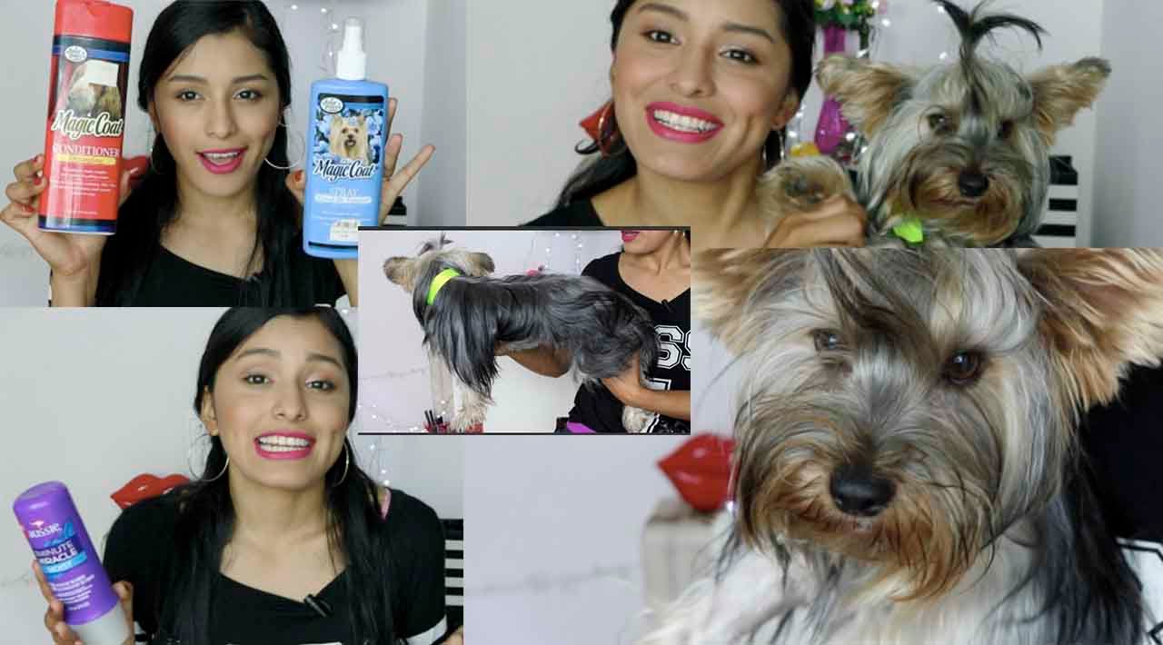 Alimentos Para Que Le Brille El Pelo A Mi Perro