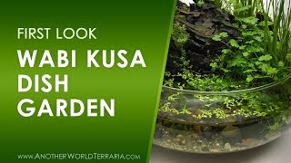 Wabi Kusa Dish Garden (First look!)