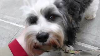 Four Tibetan Terriers in NYC by New York Dogs 209 views 10 months ago 2 minutes, 30 seconds