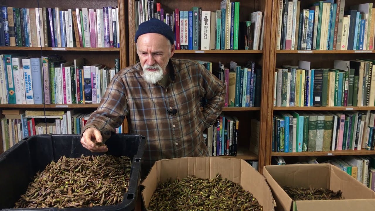 Cottonwood Buds with Michael Pilarski 