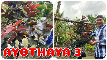 Ổi Ayothaya 3 nhập khẩu Thái Lan | 0386569374 - Ngọc Ngân Bến Tre | Chuyên cây độc lạ